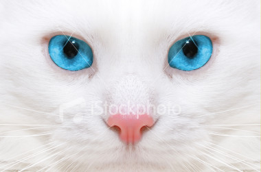 What Made Up Warrior Cat Are U?