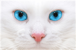 What Made Up Warrior Cat Are U?