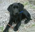 Puppygifts