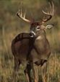 What Were You Born To Hunt For?
