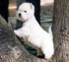 Which Dog Do You Most Look  Like