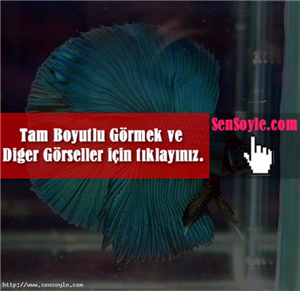 Sana Hangi Balık Laik