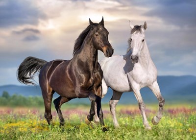 Quelle Race Cheval Êtes  Vous?