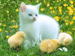 Kedi