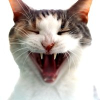 Vampire Cat Test