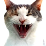 Vampire Cat Test