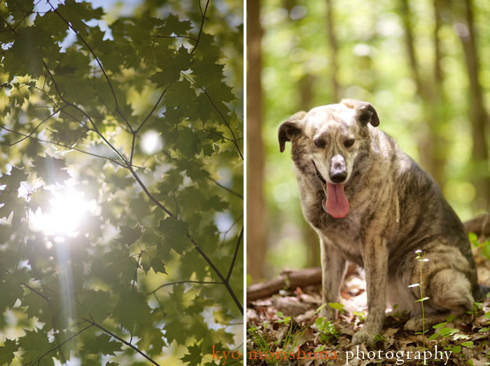 Hangi Köpek Türüsün