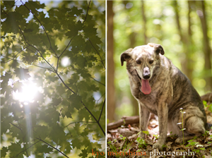 Hangi Köpek Türüsün