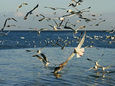 Hangi Hayvansın