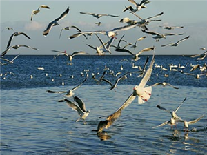 Hangi Hayvansın