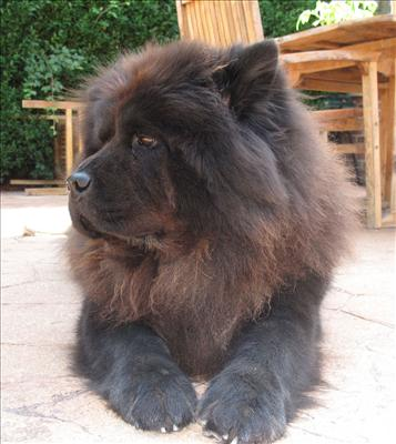 Are You A Chow Chow?