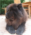 Are You A Chow Chow?