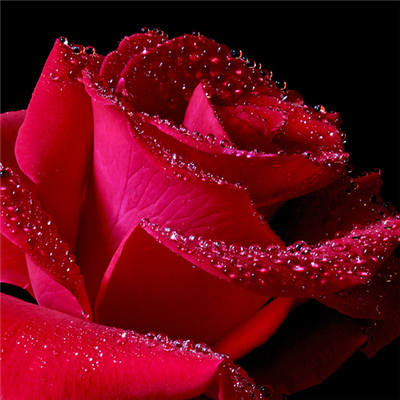 red rose