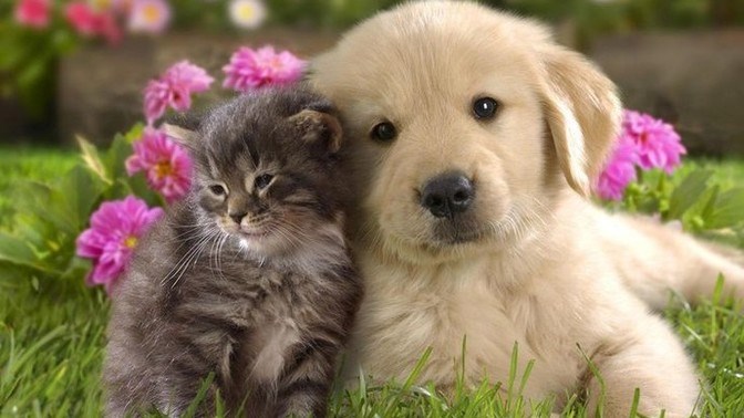 Kedici Misin, Köpekci Mi?