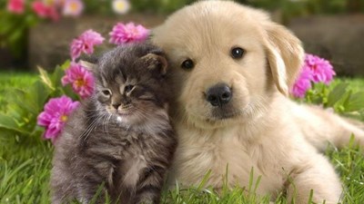 Kedici Misin, Köpekci Mi?