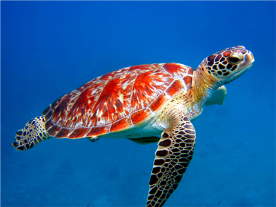 The Random Turtle Quiz
