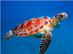 The Random Turtle Quiz