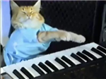 Keyboard Cat Massage
