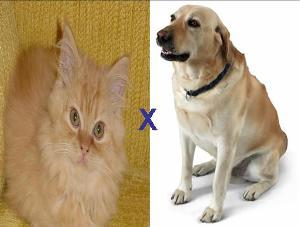 Você Seria Gato Ou Cachorro?