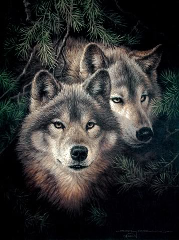 What Wolf Are You