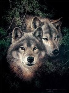 What Wolf Are You
