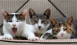 Que Raça De Gato Você Seria?