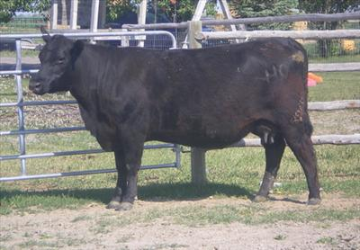 What Kind Of Cow Are You?