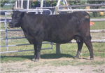What Kind Of Cow Are You?
