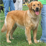 Bu Gün Kedi Misin? Köpek Mi?