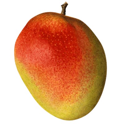 האם אתה מנגו?