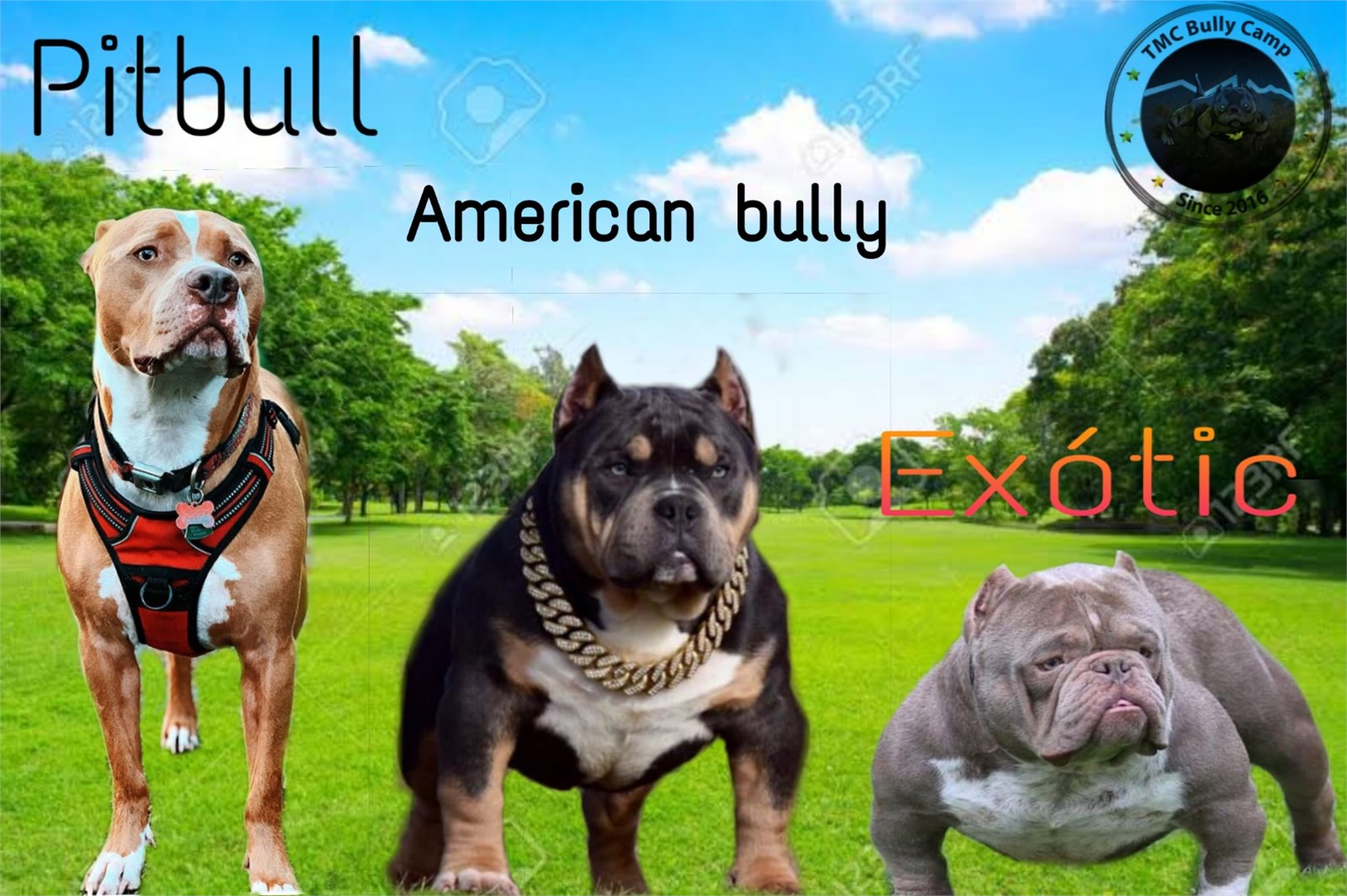 Linajes Del Pitbull