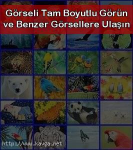 Hangi Hayvansın