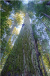 Carbon Credit Trader