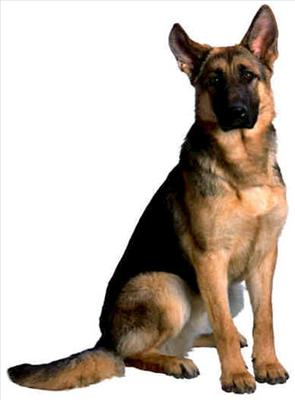 What Type Of Dog Ru?