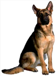 What Type Of Dog Ru?
