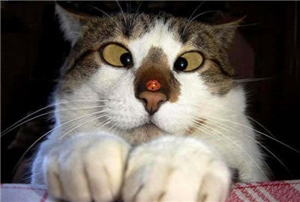 Bir Kedi Olsan Nasıl Görünürdün 