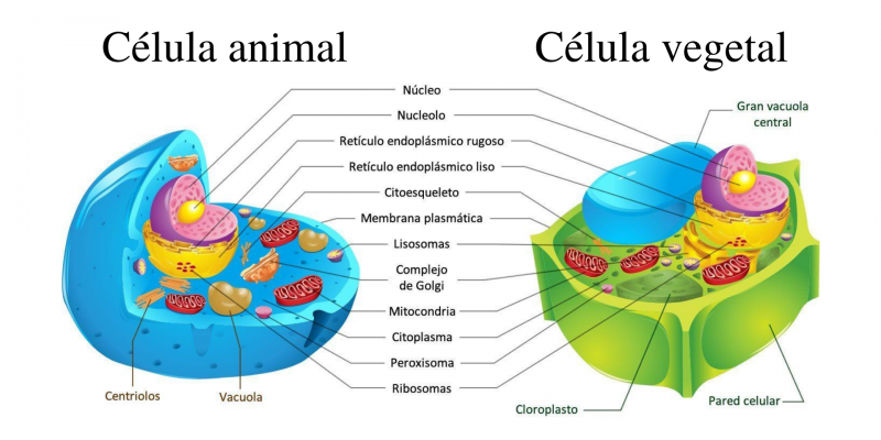 Descubre El Organelo Eres