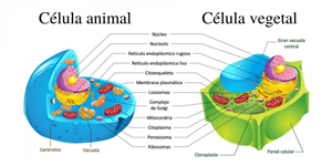 Descubre El Organelo Eres