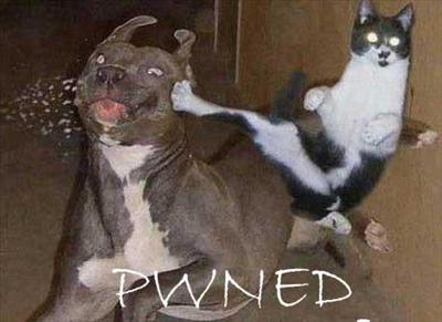 Owned, Pwned, Or Stoned?