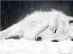 How Wolflike Are You?