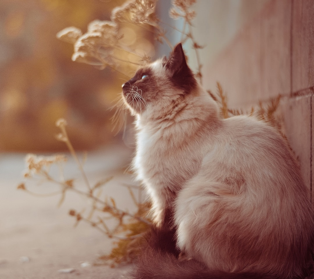 Hangi Kedi Türü Sensin ?