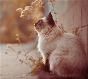 Hangi Kedi Türü Sensin ?