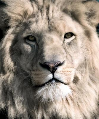 Sher V.S Rassam