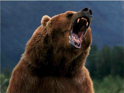 Quel Ours Est-Tu ?