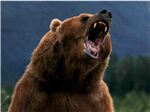 Quel Ours Est-Tu ?