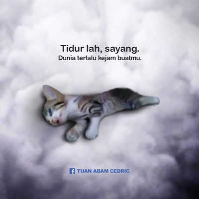 Sayang   Kucing  Seberapa Sayang Kamu Sama Kucing