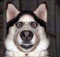 Are You More Like A Dog Or A Cat?