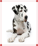 Sondages Animaux Anima-Plus