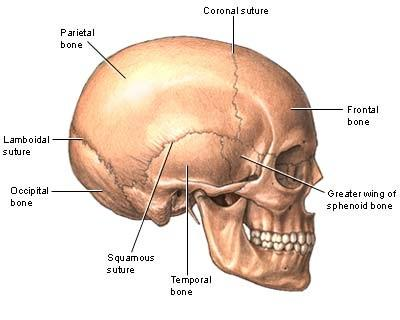 Bones