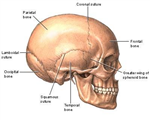Bones